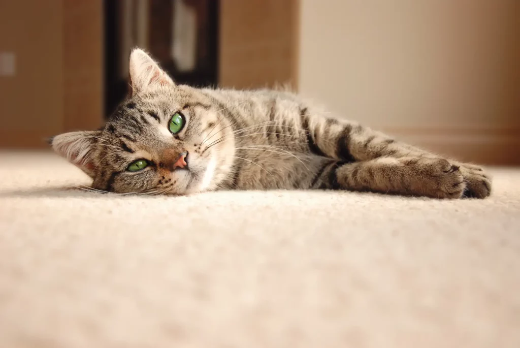 Tabby kitten relaxing on fluffy carpet
