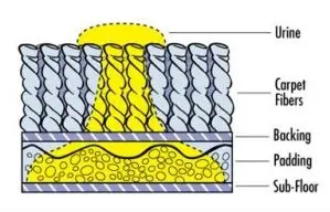 How urine affects carpets